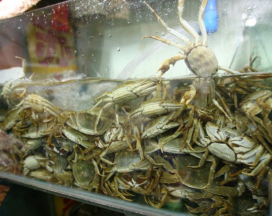在北城：金秋一起來品嘗陽澄湖大閘蟹！